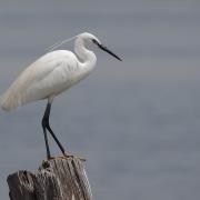 Aigrette garzette