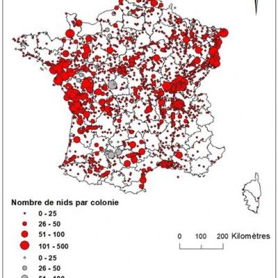 Colonies de herons cendres 2020