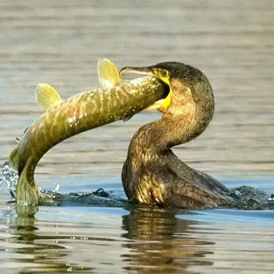 Cormoran qui mange un brochet