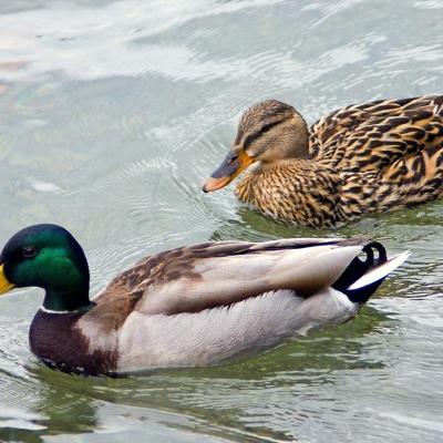 Couple de colverts 2