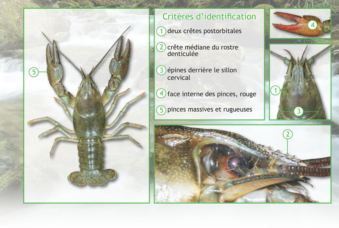 Ecrevisse a pattes rouges