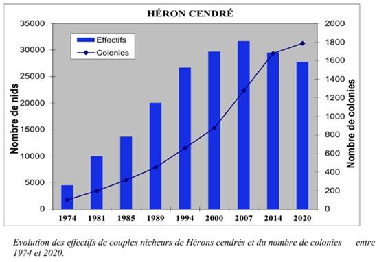 Evolution des effectifs et des colonies de herons cendres entre 1974 et 2020