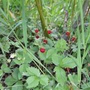 Fraises des bois