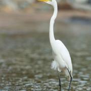 Grande aigrette