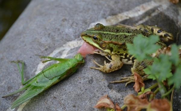 Grenouille qui mange