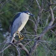 Heron bihoreau j