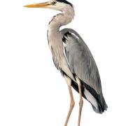 Heron cendre