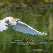 Heron crabier blanc