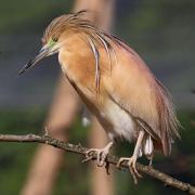 Heron crabier chevelu