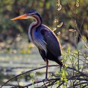 Heron pourpre