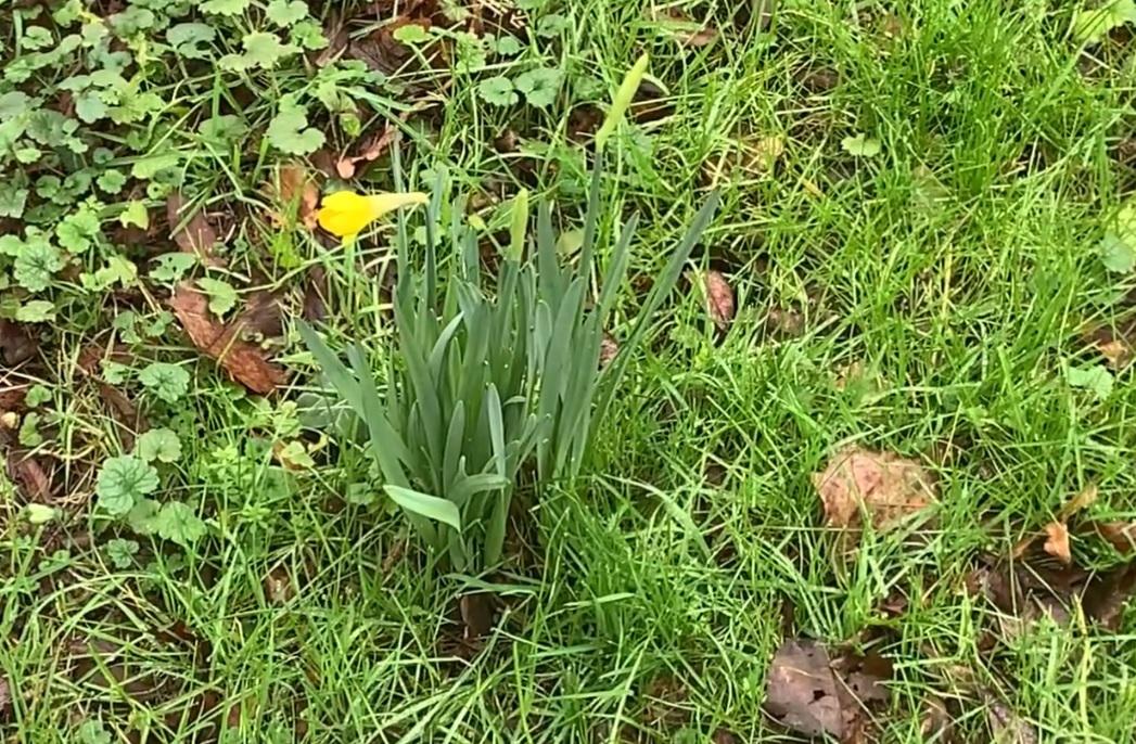 Jonquilles