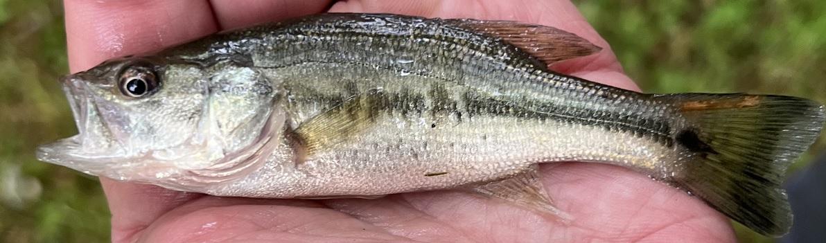 Petit black bass