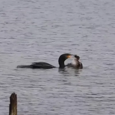 Un cormoran avale un grebe